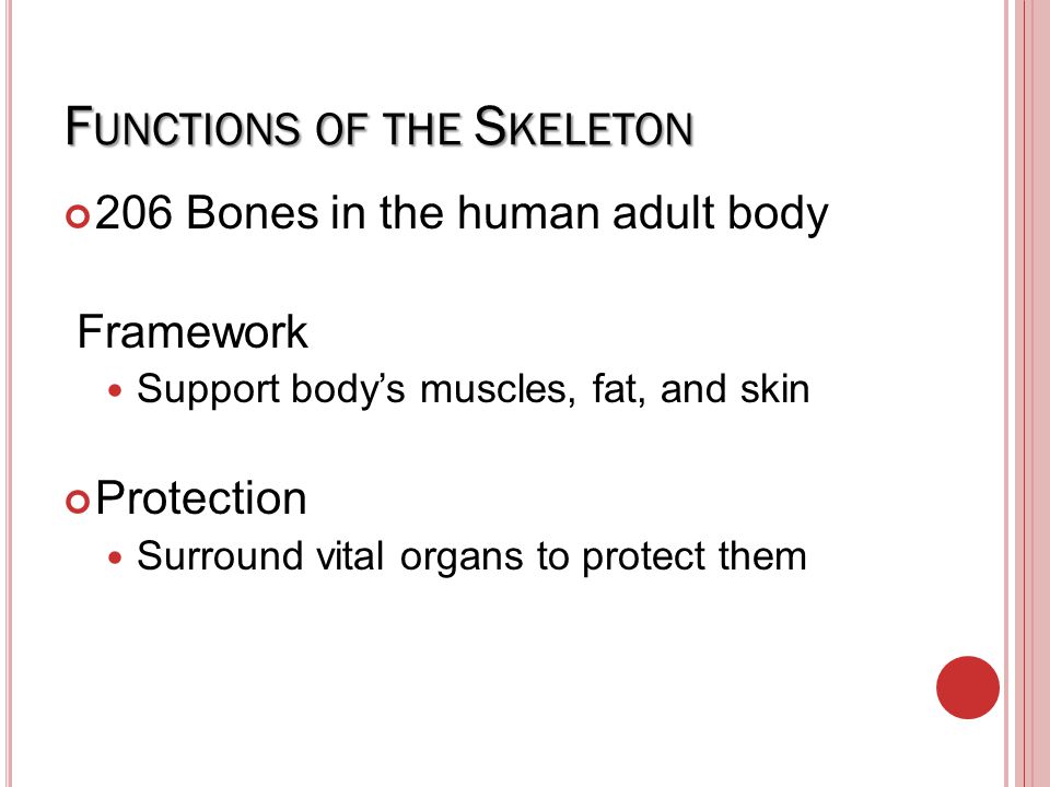 Skeleton System. - ppt video online download